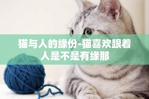 貓與人的緣份-貓喜歡跟著人是不是有緣那