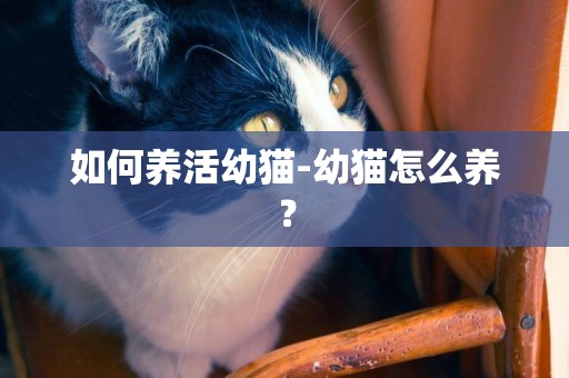 如何養活幼貓-幼貓怎么養？