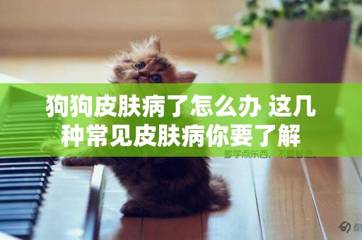 狗狗皮膚病了怎么辦 這幾種常見皮膚病你要了解