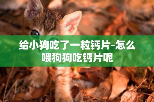 給小狗吃了一粒鈣片-怎么喂狗狗吃鈣片呢