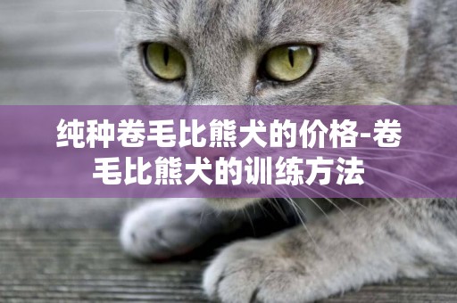 純種卷毛比熊犬的價格-卷毛比熊犬的訓練方法
