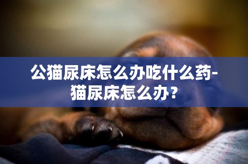 公貓尿床怎么辦吃什么藥-貓尿床怎么辦？