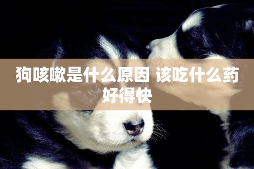 狗咳嗽是什么原因 該吃什么藥好得快