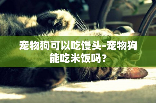 寵物狗可以吃饅頭-寵物狗能吃米飯嗎？