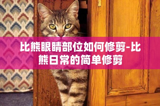 比熊眼睛部位如何修剪-比熊日常的簡單修剪