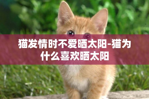 貓發情時不愛曬太陽-貓為什么喜歡曬太陽