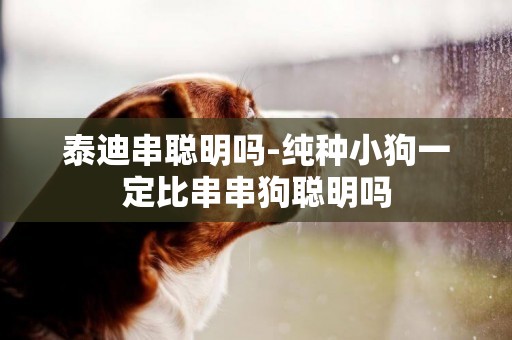 泰迪串聰明嗎-純種小狗一定比串串狗聰明嗎