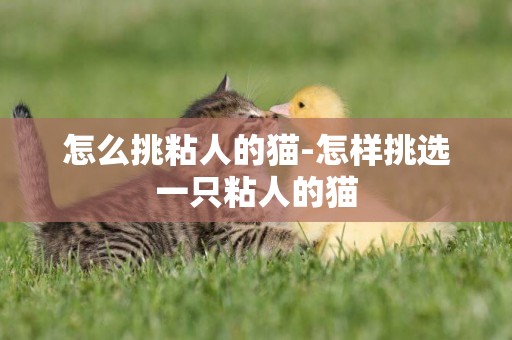 怎么挑粘人的貓-怎樣挑選一只粘人的貓