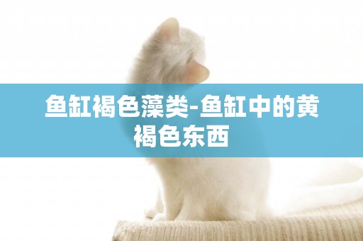 魚缸褐色藻類-魚缸中的黃褐色東西