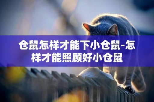 倉鼠怎樣才能下小倉鼠-怎樣才能照顧好小倉鼠
