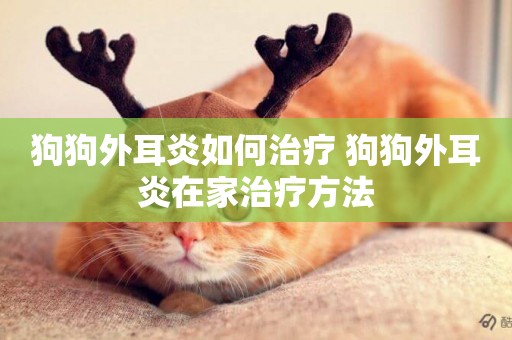 狗狗外耳炎如何治療 狗狗外耳炎在家治療方法