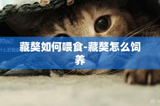 藏獒如何喂食-藏獒怎么飼養