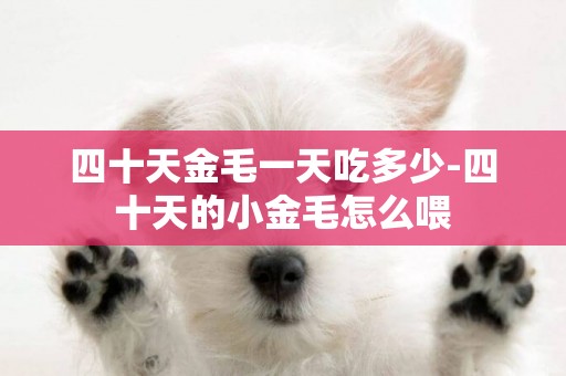 四十天金毛一天吃多少-四十天的小金毛怎么喂