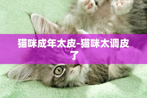 貓咪成年太皮-貓咪太調皮了