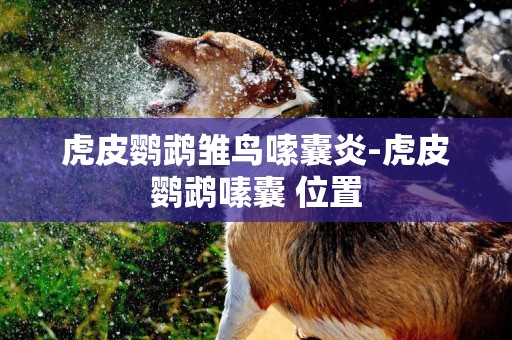 虎皮鸚鵡雛鳥嗦囊炎-虎皮鸚鵡嗉囊 位置
