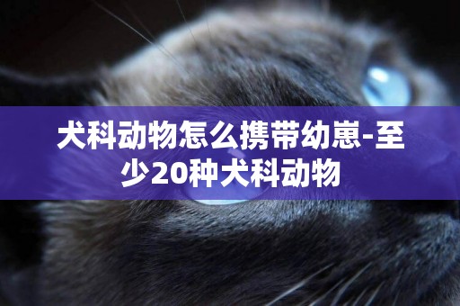 犬科動物怎么攜帶幼崽-至少20種犬科動物
