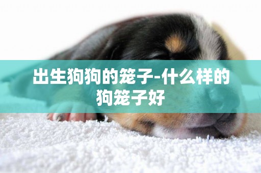 出生狗狗的籠子-什么樣的狗籠子好