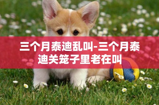 三個月泰迪亂叫-三個月泰迪關籠子里老在叫