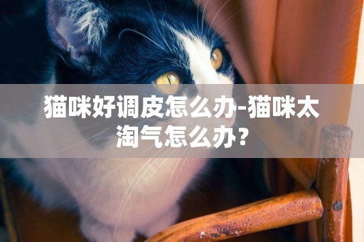貓咪好調皮怎么辦-貓咪太淘氣怎么辦？