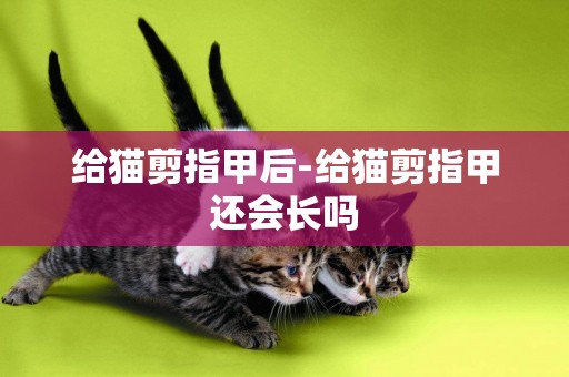 給貓剪指甲后-給貓剪指甲還會長嗎