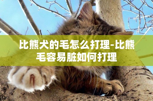 比熊犬的毛怎么打理-比熊毛容易臟如何打理