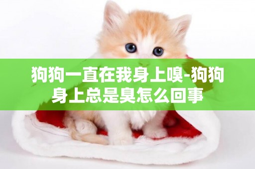 狗狗一直在我身上嗅-狗狗身上總是臭怎么回事