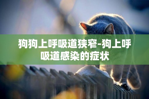狗狗上呼吸道狹窄-狗上呼吸道感染的癥狀