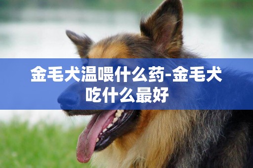 金毛犬溫喂什么藥-金毛犬吃什么最好