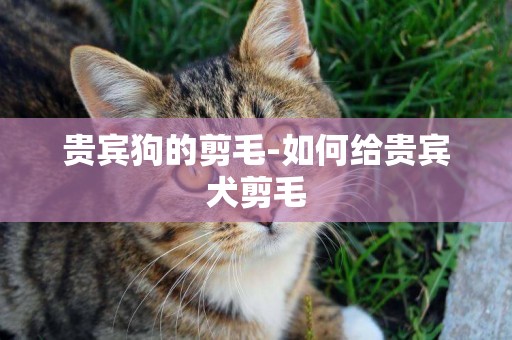 貴賓狗的剪毛-如何給貴賓犬剪毛