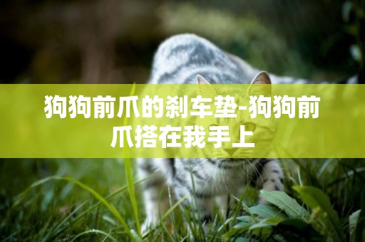 狗狗前爪的剎車墊-狗狗前爪搭在我手上