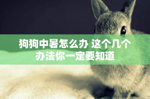 狗狗中暑怎么辦 這個幾個辦法你一定要知道