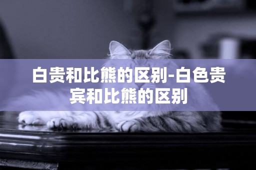 白貴和比熊的區別-白色貴賓和比熊的區別