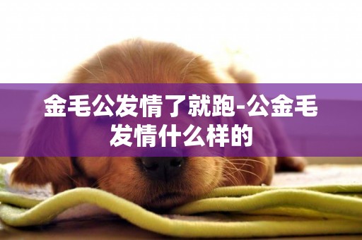 金毛公發情了就跑-公金毛發情什么樣的