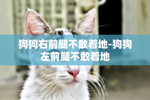 狗狗右前腿不敢著地-狗狗左前腿不敢著地