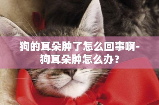 狗的耳朵腫了怎么回事啊-狗耳朵腫怎么辦？