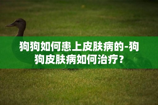 狗狗如何患上皮膚病的-狗狗皮膚病如何治療？