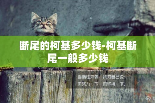 斷尾的柯基多少錢-柯基斷尾一般多少錢