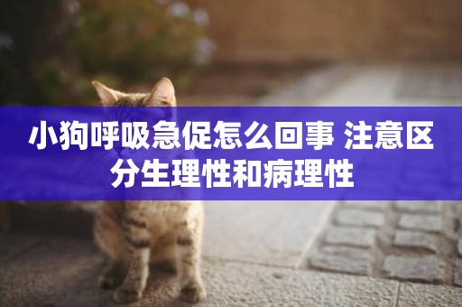 小狗呼吸急促怎么回事 注意區分生理性和病理性