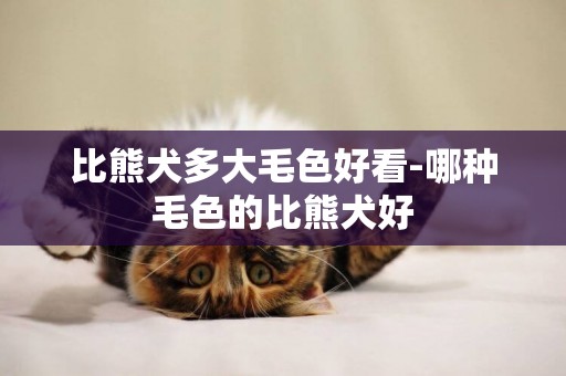 比熊犬多大毛色好看-哪種毛色的比熊犬好