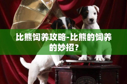 比熊飼養攻略-比熊的飼養的妙招？