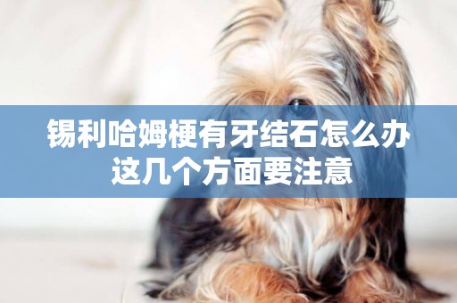 錫利哈姆梗有牙結石怎么辦 這幾個方面要注意