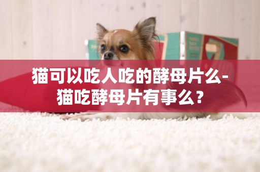 貓可以吃人吃的酵母片么-貓吃酵母片有事么？