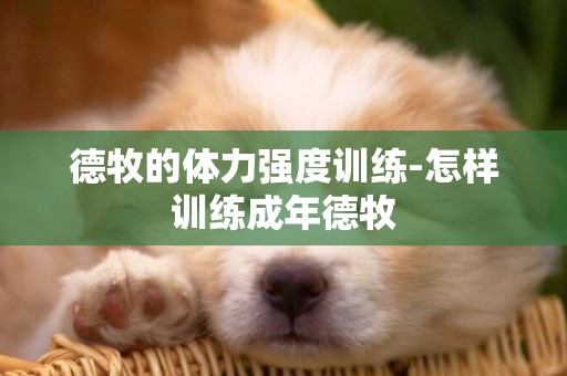 德牧的體力強度訓練-怎樣訓練成年德牧