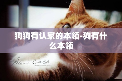 狗狗有認家的本領-狗有什么本領