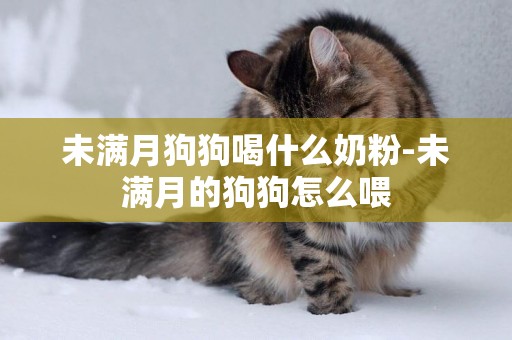 未滿月狗狗喝什么奶粉-未滿月的狗狗怎么喂