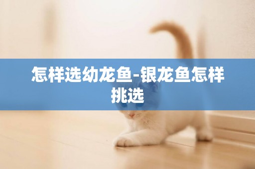 怎樣選幼龍魚-銀龍魚怎樣挑選