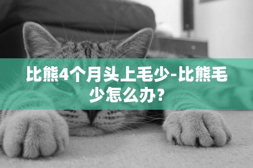比熊4個月頭上毛少-比熊毛少怎么辦？