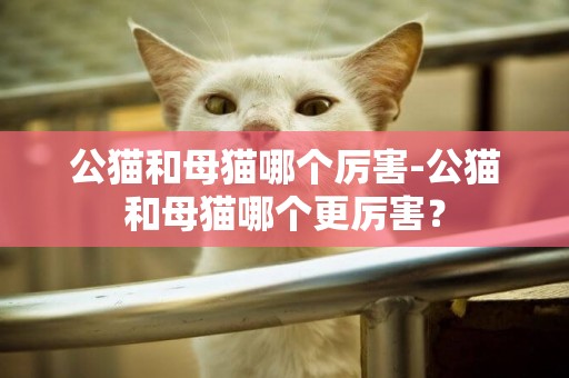 公貓和母貓哪個厲害-公貓和母貓哪個更厲害？