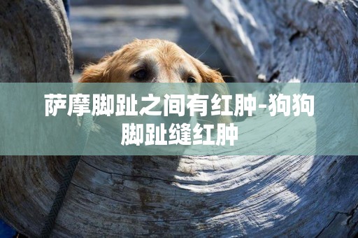 薩摩腳趾之間有紅腫-狗狗腳趾縫紅腫