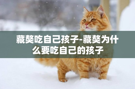 藏獒吃自己孩子-藏獒為什么要吃自己的孩子